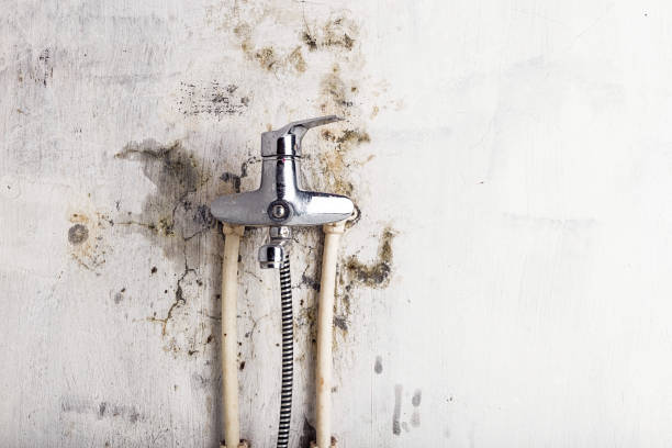 Best Industrial Mold Remediation in Roanoke, AL