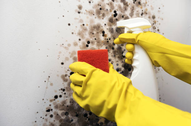 Best Black Mold Remediation in Roanoke, AL